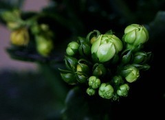 1526【不老松：纪实摄影】特写：自养的长寿花！ (2)