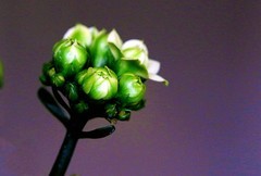 1526【不老松：纪实摄影】特写：自养的长寿花！ (2)