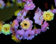 1526【不老松：纪实摄影】特写：自养的长寿花！ (2)