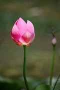 荷花盛开季（三）