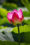 荷花盛开季（三）