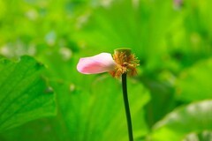 夏日观望丛祠美荷(二)