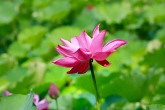 夏日观望丛祠美荷(二)