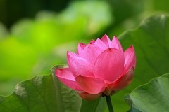 夏日观望丛祠美荷(二)