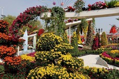 武汉江滩菊花展七（完）