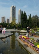 武汉江滩菊花展七（完）