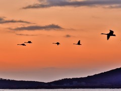 【视觉光影】美 丽 的 大 天 鹅 （9）