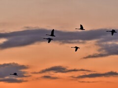 【视觉光影】美 丽 的 大 天 鹅 （9）