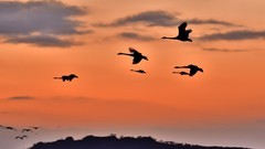 【视觉光影】美 丽 的 大 天 鹅 （9）