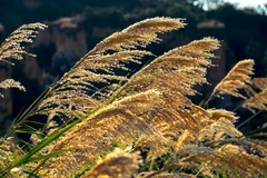 云南行一一陆良彩色沙林