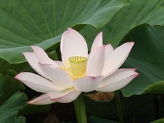 漂亮的荷花一14