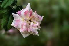 2026147 月 季 花