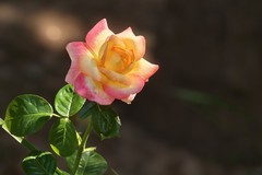2026147 月 季 花