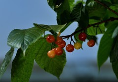 2026花卉植物赏析———樱桃【4】