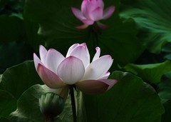 荷送清凉