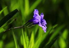 蓝花草 (3)