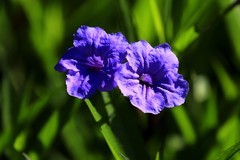 蓝花草 (3)