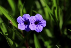 蓝花草 (3)