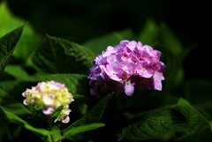 绣球花 (2)