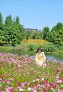 洋湖花花正开