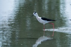 鸟中仙子---黑翅长脚鹬（三十）