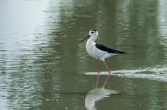 鸟中仙子---黑翅长脚鹬（三十）