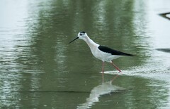 鸟中仙子---黑翅长脚鹬（三十）