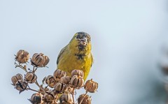 小黄雀（四十七）