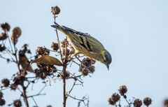 小黄雀（四十七）