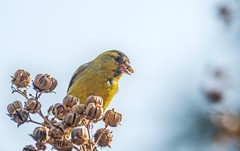 小黄雀（四十七）