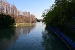 这里的冬天温暖如春（Z5相机戴环拍摄）