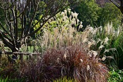 这里的冬天温暖如春（Z5相机戴环拍摄）