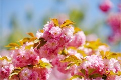 2026年第0255贴 - 北京玉渊潭樱花拍（0417）