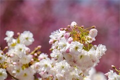 2026年第0255贴 - 北京玉渊潭樱花拍（0417）