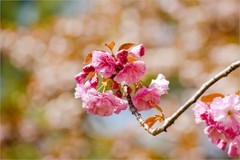 2026年第0255贴 - 北京玉渊潭樱花拍（0417）