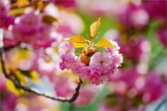 2026年第0256贴 - 北京玉渊潭樱花拍（0417）