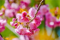 2026年第0256贴 - 北京玉渊潭樱花拍（0417）