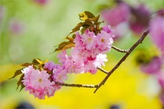 2026年第0256贴 - 北京玉渊潭樱花拍（0417）