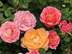 拍摄花卉一（997）