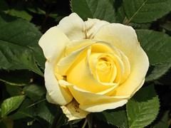 拍摄花卉一（997）