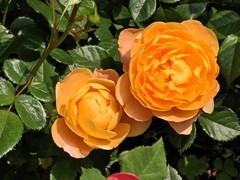 拍摄花卉一（997）