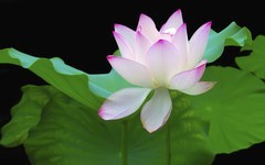 [26213] 荔湾湖的荷花（9）