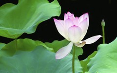 [26213] 荔湾湖的荷花（9）