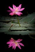 湖面轻风拂绿荷 倒影摇曳韵如歌