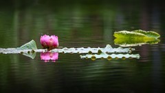 湖面轻风拂绿荷 倒影摇曳韵如歌