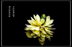 世博园  荷花