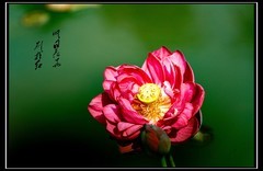 世博园  荷花