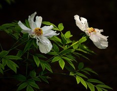 景山公园牡丹花之六