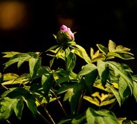 景山公园牡丹花之六