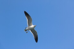 山东威海刘公岛______海鸥展翅高飞